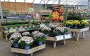 Autumn bedding at Dobbies